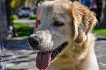 A puppy of a golden retriever of 6 months old