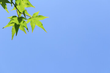 青空と青紅葉 2