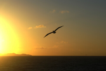 Atardecer frente al mar con la silueta de una ave volando en Venezuela