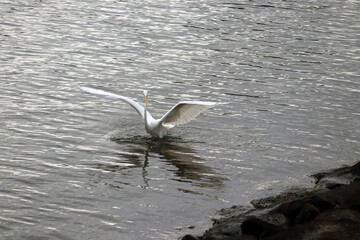 豊洲ぐるり公園の野鳥たち