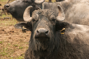 Water buffalo herd  grazing in country farm
