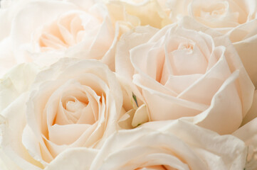 close up of white roses