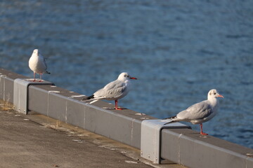 豊洲ぐるり公園の野鳥たち