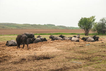 Water buffalo herd  grazing in country farm