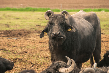 Water buffalo herd  grazing in country farm