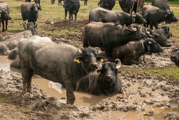 Water buffalo herd  grazing in country farm