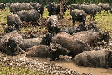 Water buffalo herd  grazing in country farm