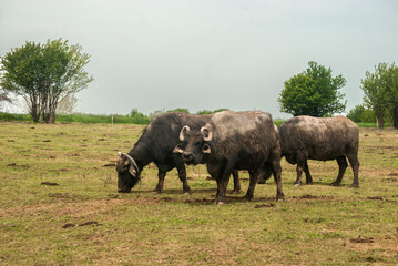 Water buffalo herd  grazing in country farm