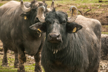 Water buffalo herd  grazing in country farm