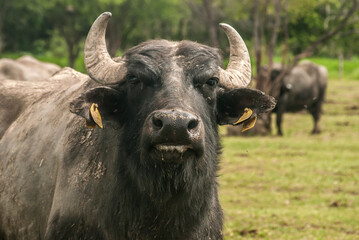 Water buffalo herd  grazing in country farm