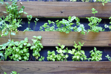 Herb, raised garden bed