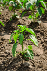 Pepper seedlings in the ground in the field
