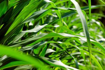 maize leaves