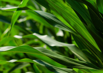 maize leaves
