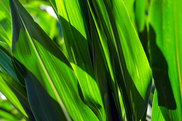 maize leaves