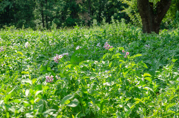 Potato bushes during flowering