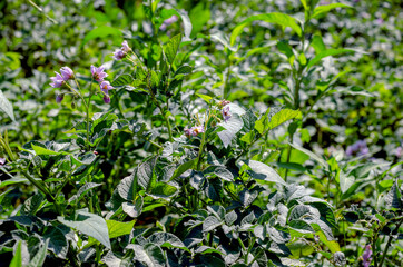 Potato bushes during flowering