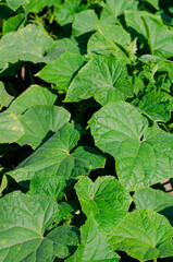 Cucumber leaves in a rural field