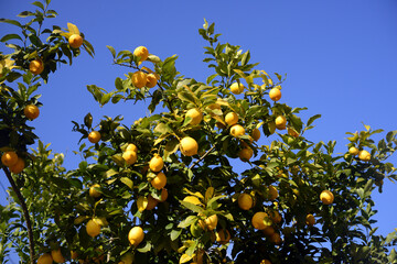 Tree of the lemon-2