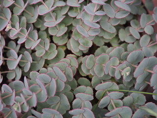 ミセバヤの若葉