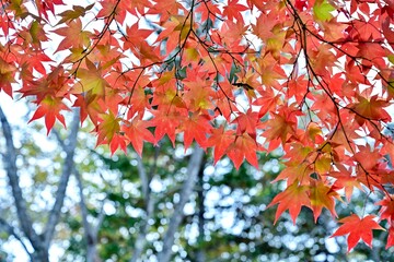 晩秋の公園でみたカラフルなモミジの紅葉＠北海道