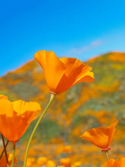 California Golden Poppy Stands Tall as the main focus,the rolling hills behind are covered in more orange poppies. Blue sky and copy space