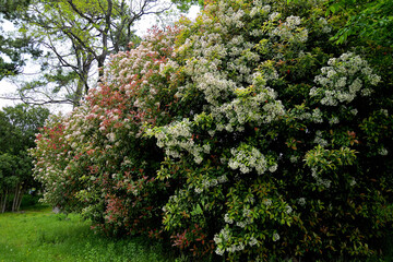 Fototapeta premium 小さな白い花をいっぱい咲かせたカナメモチ