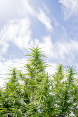 A Marijuana plant grow on the in Thailand very high plant about 3 meter high on a blue sky with 2 clouds on the sides, its an oily plant for making Jarhass and smoke it