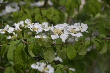 A Japanese azalea in the middle of a botanical garden