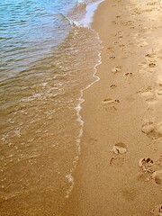 paw prints on the beach