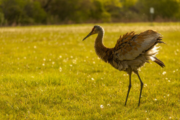Sandhill crane in a park on a sunny May day