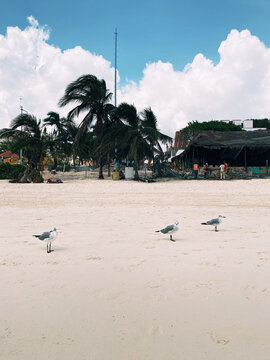Seaguls at Playa del Carmen, Mexico