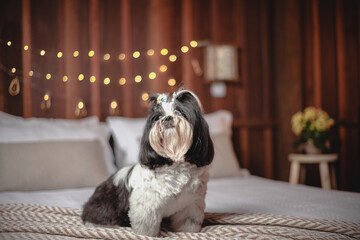 black and white shitzu dog