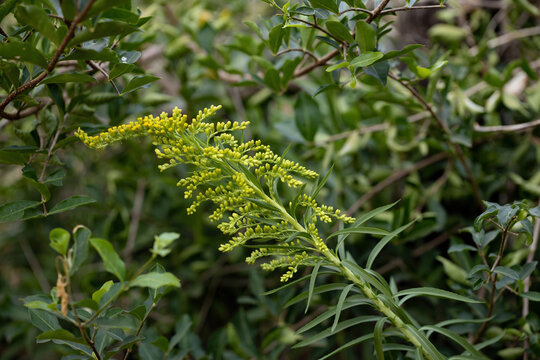 Anise Goldenrod Plant