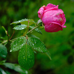 red rose with water drops