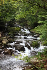 森を流れる渓流。奥日光・霧降高原を流れる霧降川には4つの滝があり、川に沿って滝を巡る散策ができる。