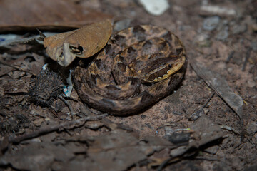 Western Cottonmouth (Agkistrodon piscivorus leucostoma)