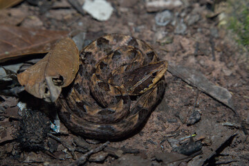 Western Cottonmouth (Agkistrodon piscivorus leucostoma)