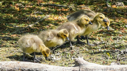 Cute Fluffy Canada goose babies with parents by the lake