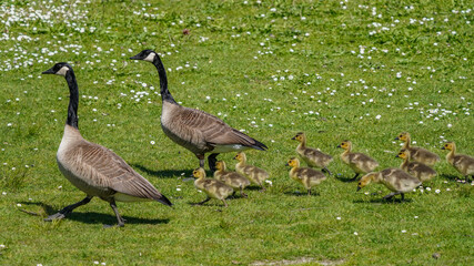 Cute Fluffy Canada goose babies walking with parents by the lake