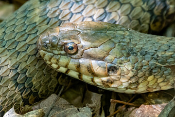 Snake