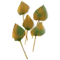 Dried palm leaves isolated. Licuala orbicularis. Fan palm leaves dried. Autumn and summer concept. Brown palm leaf on white background.