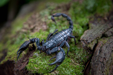Emperor scorpion is a species of scorpion native to rainforests and savannas in West Africa. It is one of the largest scorpions in the world and lives for 2-3 years. - obrazy, fototapety, plakaty