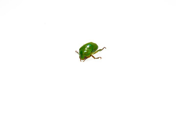 Green beetle isolated on white background