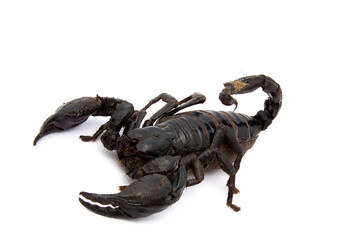 Emperor Scorpion isolated on white background