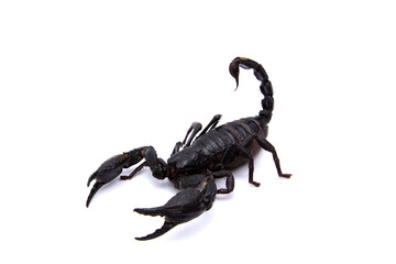 Emperor Scorpion isolated on white background