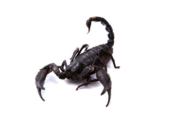 Emperor Scorpion isolated on white background