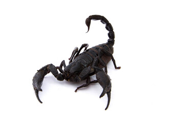 Emperor Scorpion isolated on white background