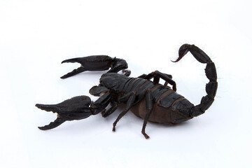 Emperor Scorpion isolated on white background