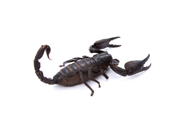 Emperor Scorpion isolated on white background